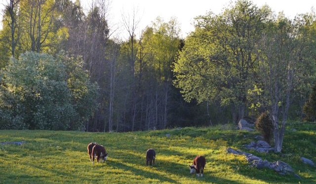 Skön arbetstopp