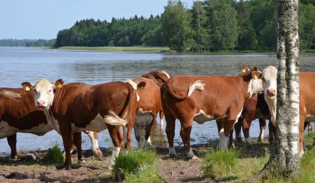 Skörd och torka