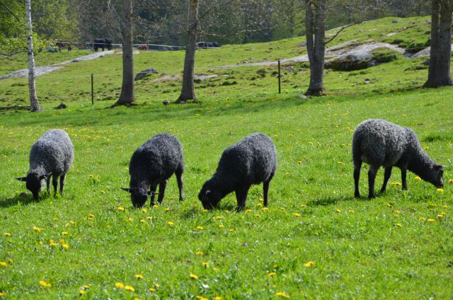 Vårbruk o djursläpp