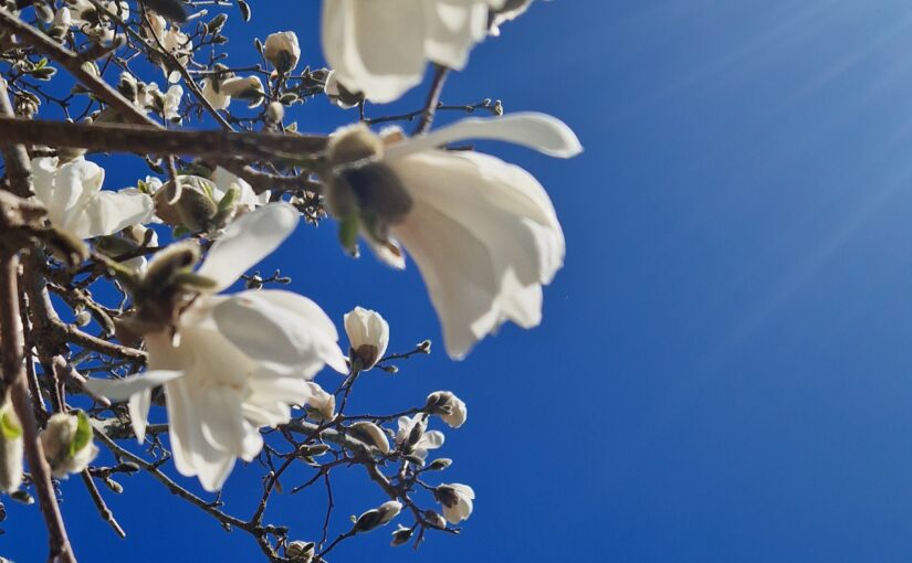 Vårsalongen öppen fredag 24 april