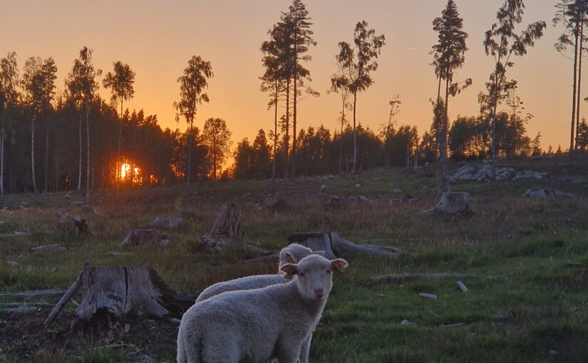 Gårdsbutiken öppen 12 juni!