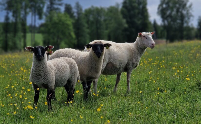 Glad Midsommar!